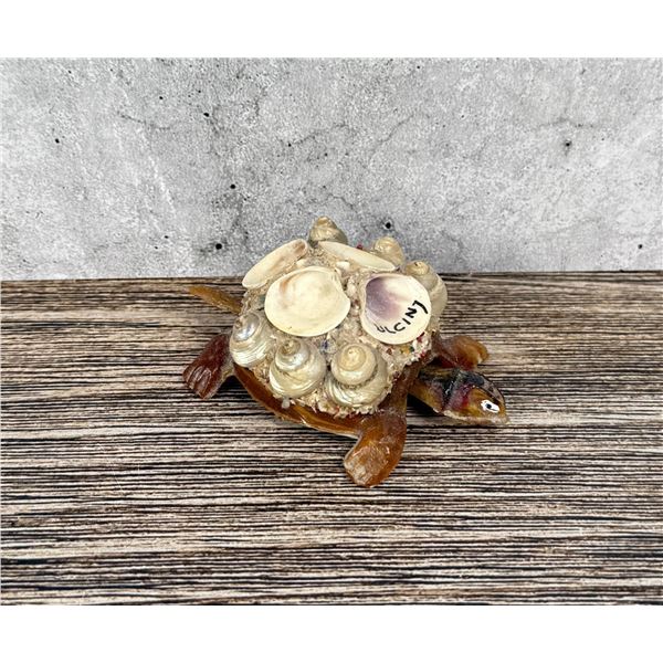 Ulcinj Montenegro Souvenir Sea Shell Turtle Nodder