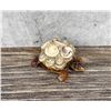 Image 1 : Ulcinj Montenegro Souvenir Sea Shell Turtle Nodder