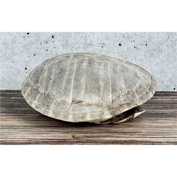 Mexican Mud Turtle Shell