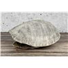 Image 2 : Mexican Mud Turtle Shell