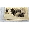 Image 2 : Cowboys and Buffalo RPPC Postcards