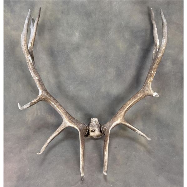 Montana Bull Elk Horns