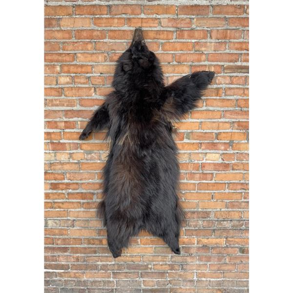 Large Idaho Taxidermy Black Bear Hide