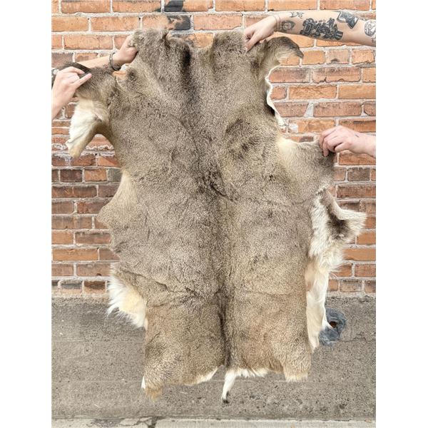 Montana Taxidermy Mule Deer Hide