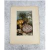 Image 1 : Sea Anemones Selmar Hess Chromolithograph