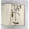 Image 100 : Thalamiflorae Botanist Herbarium Specimen Book