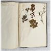Image 110 : Thalamiflorae Botanist Herbarium Specimen Book