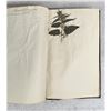 Image 112 : Thalamiflorae Botanist Herbarium Specimen Book