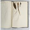 Image 119 : Thalamiflorae Botanist Herbarium Specimen Book