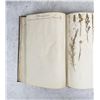 Image 126 : Thalamiflorae Botanist Herbarium Specimen Book