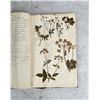 Image 64 : Thalamiflorae Botanist Herbarium Specimen Book