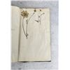 Image 66 : Thalamiflorae Botanist Herbarium Specimen Book