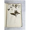 Image 92 : Thalamiflorae Botanist Herbarium Specimen Book