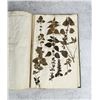 Image 94 : Thalamiflorae Botanist Herbarium Specimen Book