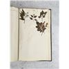 Image 98 : Thalamiflorae Botanist Herbarium Specimen Book