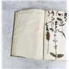 Image 99 : Thalamiflorae Botanist Herbarium Specimen Book