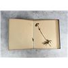 Image 15 : Victorian Botanist Herbarium Specimen Book