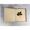 Image 22 : Victorian Botanist Herbarium Specimen Book