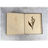 Image 26 : Victorian Botanist Herbarium Specimen Book