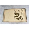 Image 10 : Victorian Botanist Herbarium Specimen Book