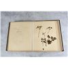 Image 12 : Victorian Botanist Herbarium Specimen Book