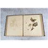 Image 13 : Victorian Botanist Herbarium Specimen Book