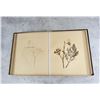 Image 14 : Victorian Botanist Herbarium Specimen Book