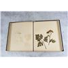 Image 17 : Victorian Botanist Herbarium Specimen Book