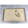 Image 20 : Victorian Botanist Herbarium Specimen Book