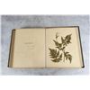 Image 30 : Victorian Botanist Herbarium Specimen Book