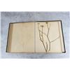 Image 32 : Victorian Botanist Herbarium Specimen Book