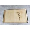 Image 33 : Victorian Botanist Herbarium Specimen Book