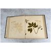 Image 7 : Victorian Botanist Herbarium Specimen Book