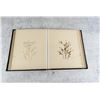 Image 12 : Victorian Botanist Herbarium Specimen Book