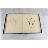 Image 13 : Victorian Botanist Herbarium Specimen Book