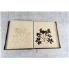 Image 18 : Victorian Botanist Herbarium Specimen Book