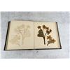 Image 19 : Victorian Botanist Herbarium Specimen Book