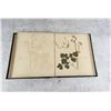 Image 21 : Victorian Botanist Herbarium Specimen Book
