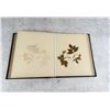 Image 22 : Victorian Botanist Herbarium Specimen Book