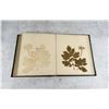 Image 29 : Victorian Botanist Herbarium Specimen Book