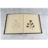 Image 7 : Victorian Botanist Herbarium Specimen Book