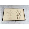 Image 9 : Victorian Botanist Herbarium Specimen Book