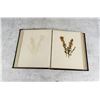 Image 4 : Victorian Botanist Herbarium Specimen Book