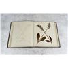Image 15 : Victorian Botanist Herbarium Specimen Book