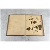 Image 5 : Victorian Botanist Herbarium Specimen Book