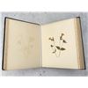 Image 10 : Victorian Botanist Herbarium Specimen Book