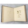 Image 17 : Victorian Botanist Herbarium Specimen Book