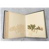 Image 30 : Victorian Botanist Herbarium Specimen Book