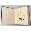 Image 4 : Victorian Botanist Herbarium Specimen Book