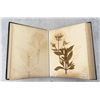 Image 6 : Victorian Botanist Herbarium Specimen Book